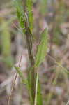 Le Conte's thistle